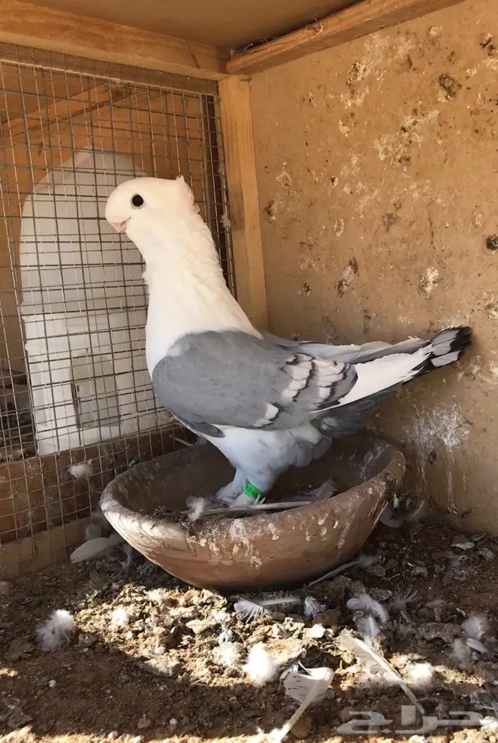 فحل ستنايت ازرق فل الفل 16