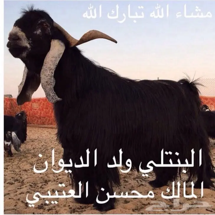 جفار عوارض نقوه وطييبه بفحلها معرفات (image 2)