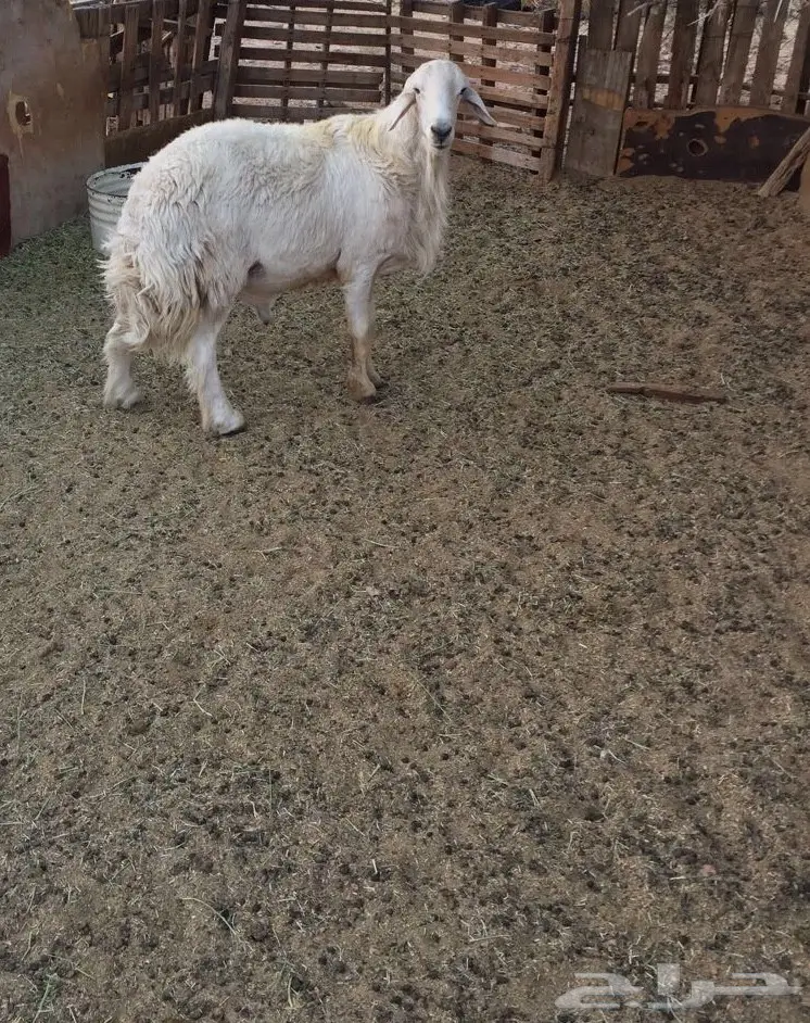 طلي فحل مشروط (image 3)