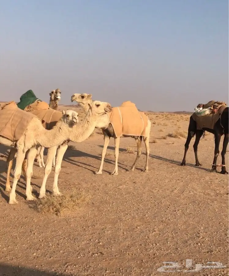 خلفه هديه شوط (image 1)