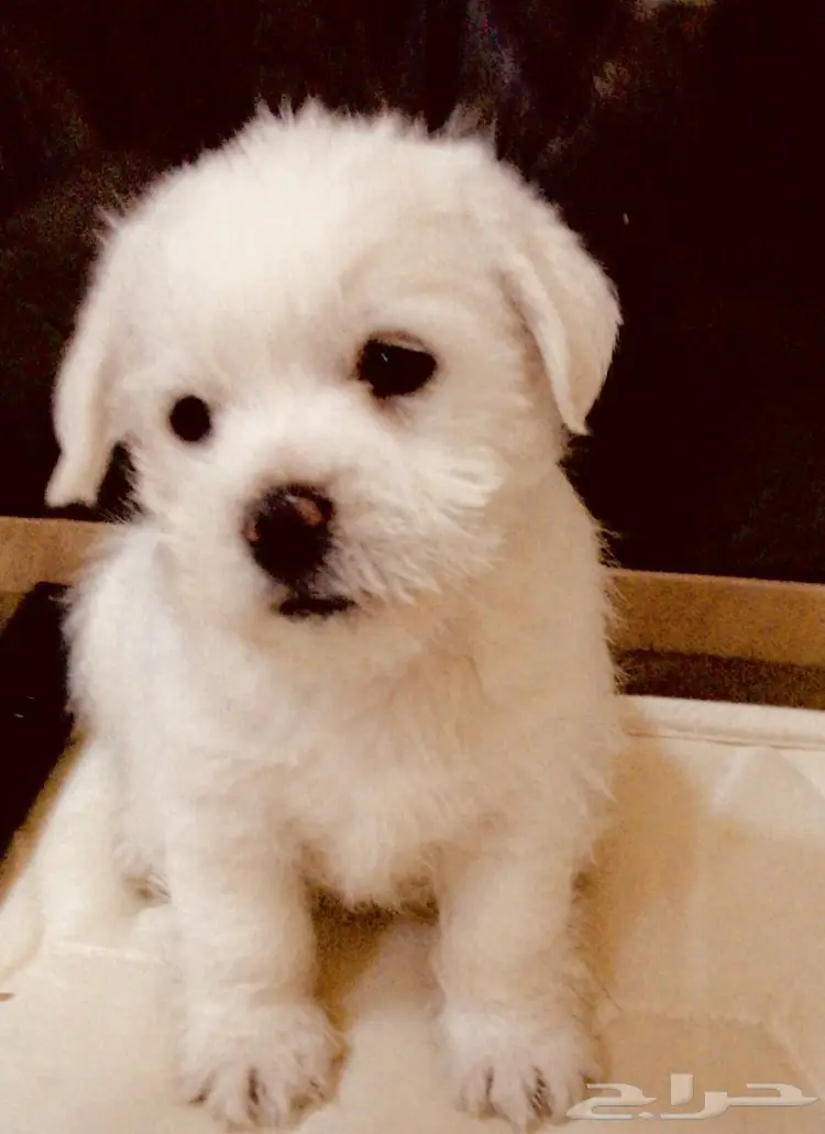 كلب شيه تزو