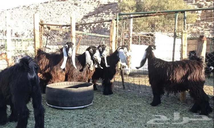 جفار عوارض نقوه وطييبه بفحلها معرفات (image 8)