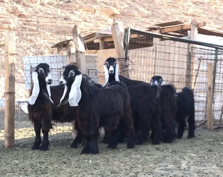 جفار عوارض نقوه وطييبه بفحلها معرفات (image 9)