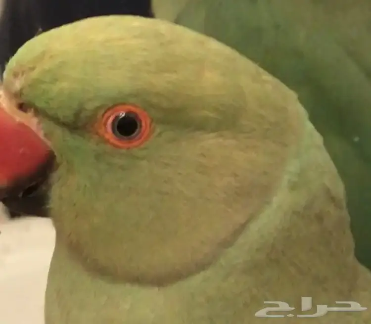 دره البيع اليوم بكره بالكثير