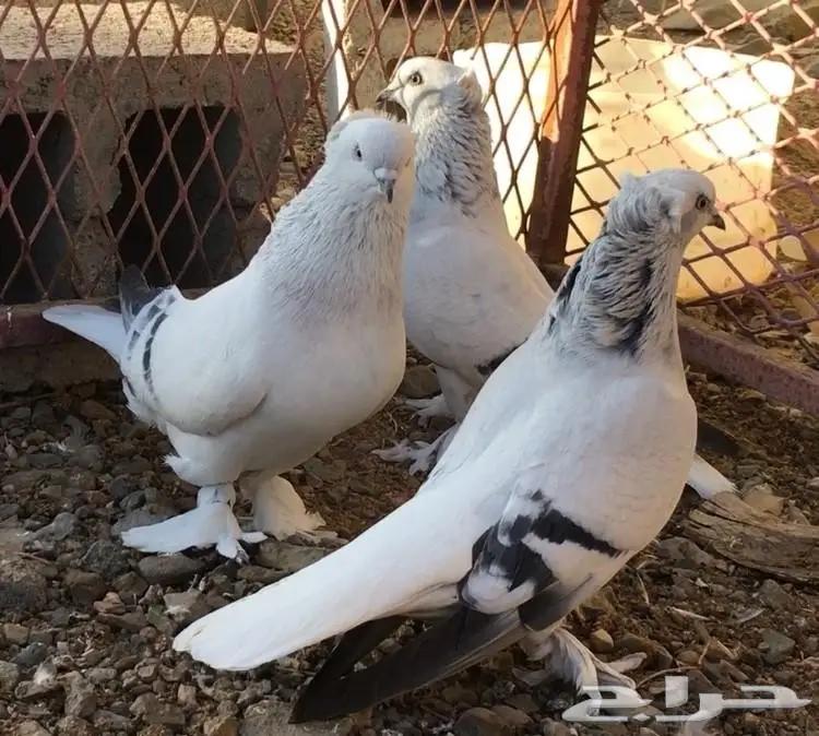 جوز وفرده ثلجيات خطينات  (image 2)