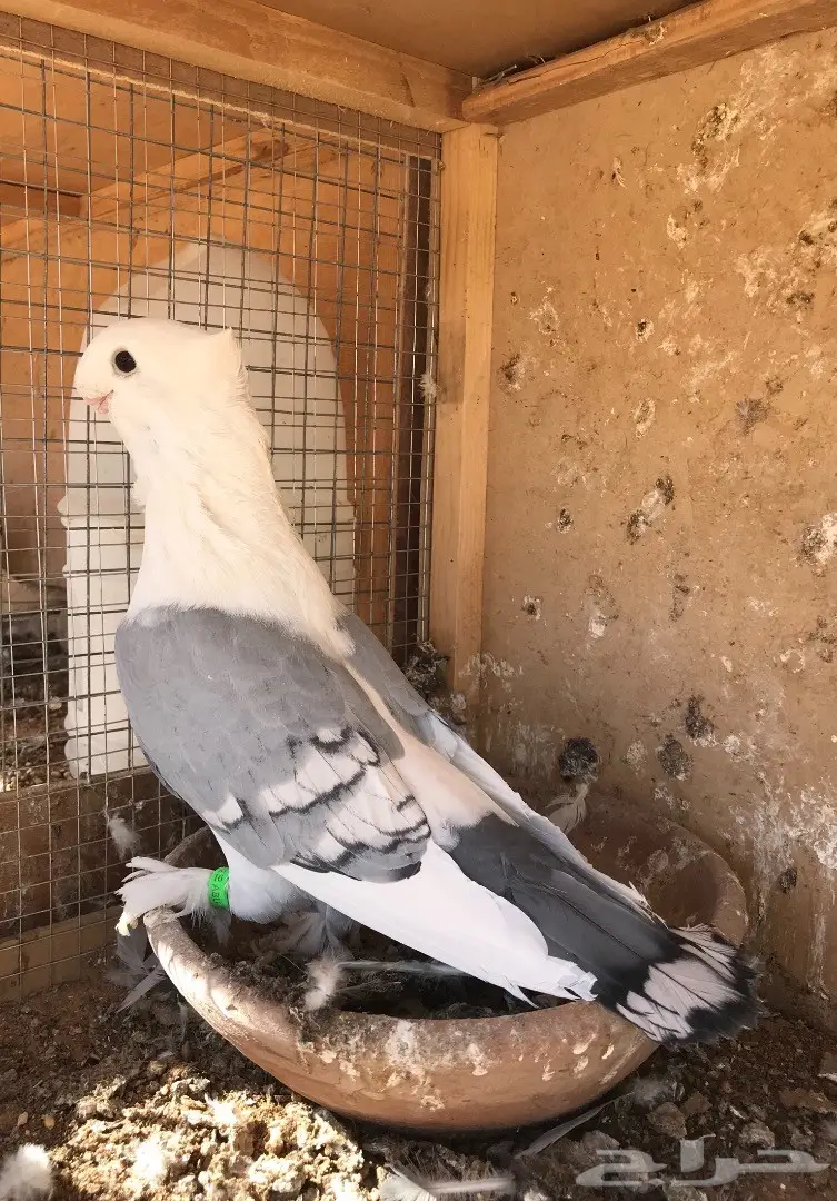 فحل ستنايت ازرق فل الفل 16 (image 1)