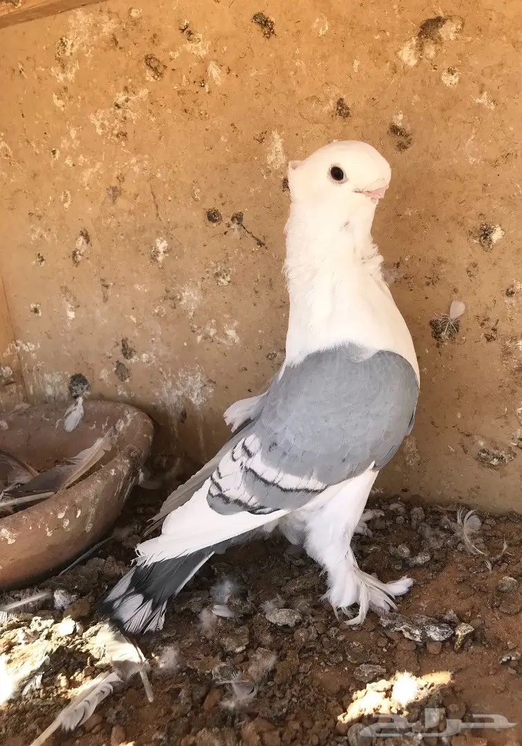 فحل ستنايت ازرق فل الفل 16 (image 3)