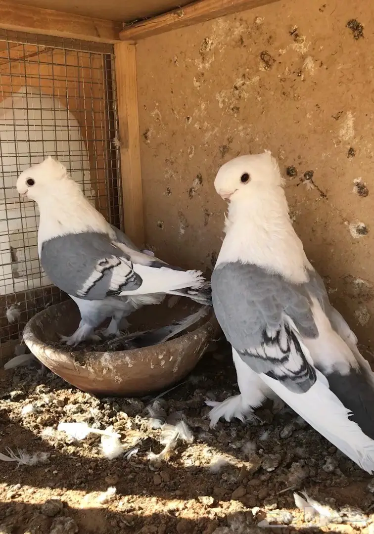 جوز ستنايت ازرق فل الفل (image 2)