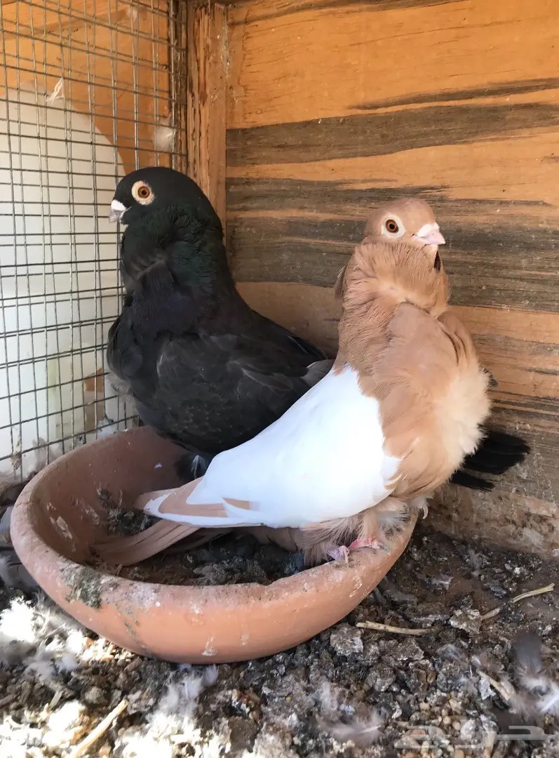 جوز كشكي للبيع (image 2)