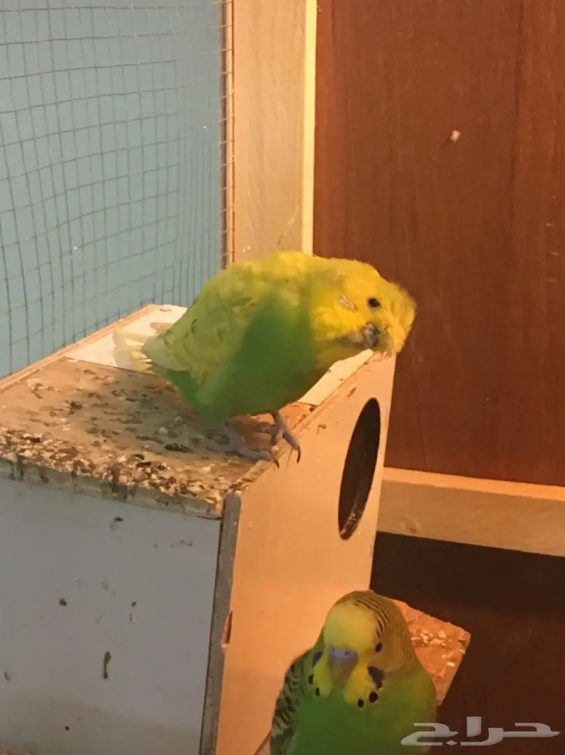 البيع كامل اقفاص وطيور (image 13)