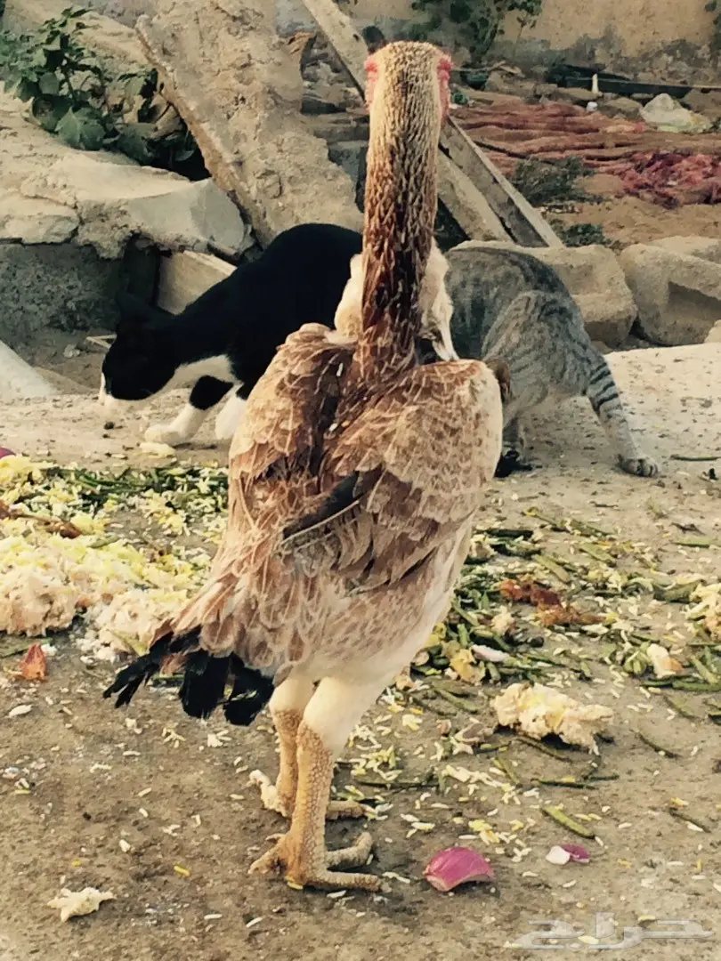 فارسي فاخر (image 1)