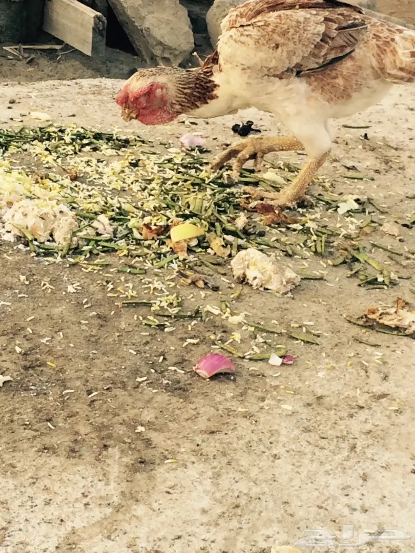 فارسي فاخر (image 2)