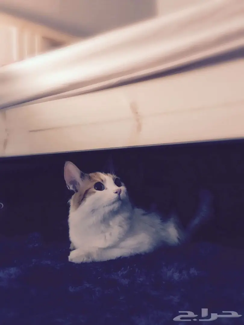 قطه للتبني لعدم التفرغ
