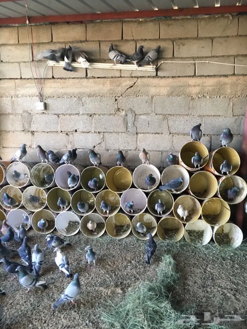 حمام زاجل للبيع (image 1)