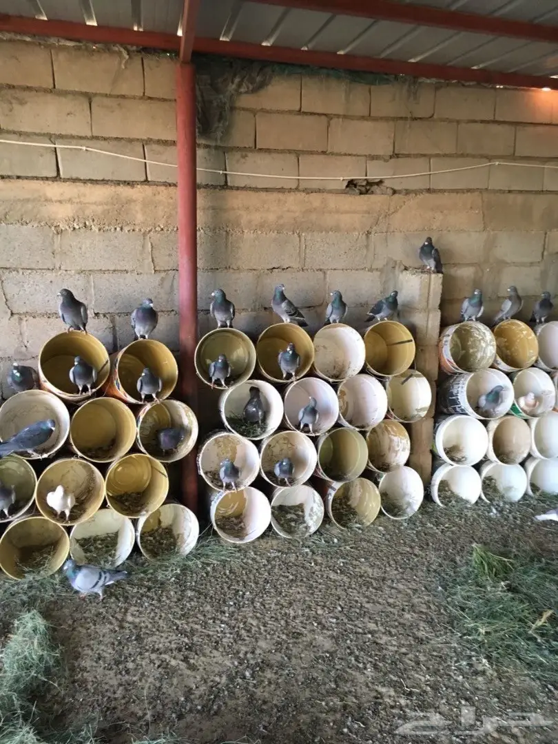 حمام زاجل للبيع (image 2)