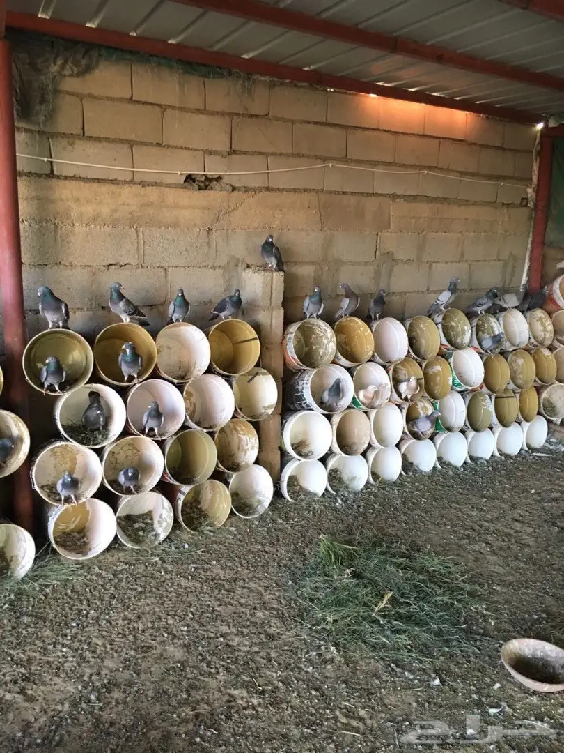 حمام زاجل للبيع (image 3)