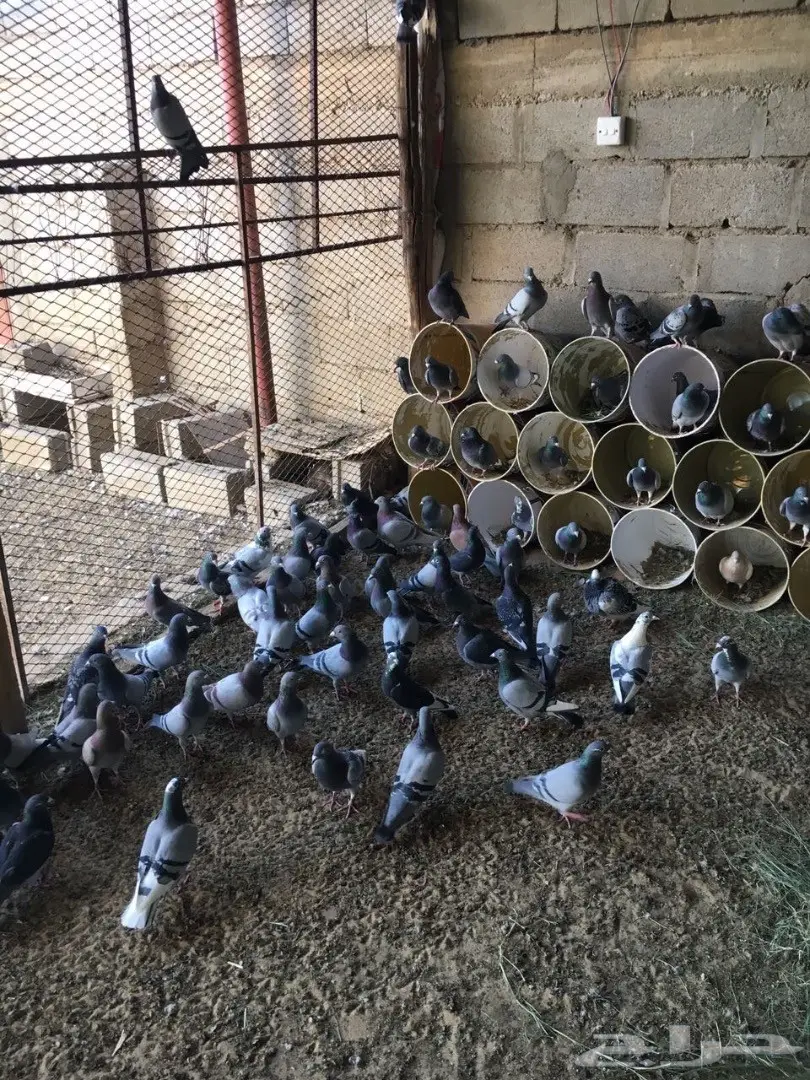 حمام زاجل للبيع (image 4)