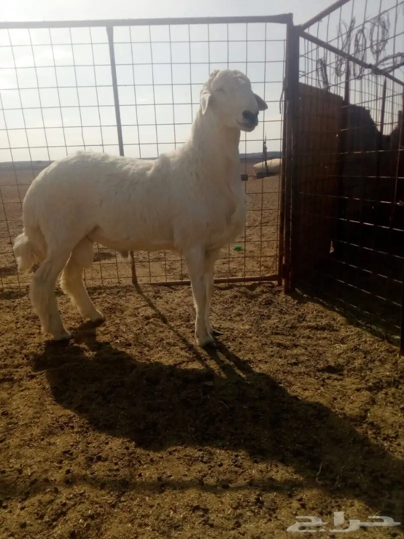 فحل حري طيب جدا لأهل الصنف