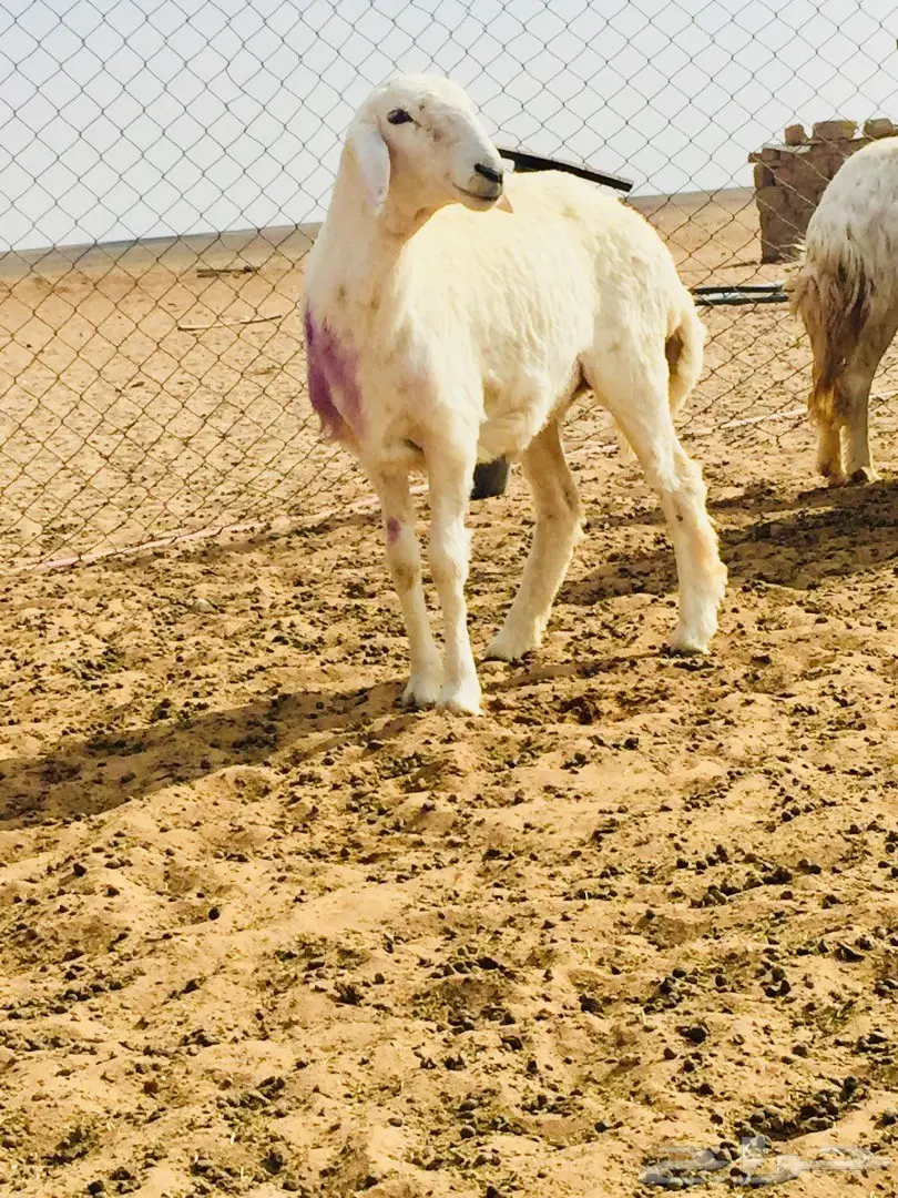 جذعه حريه ذبيحه طيبه  (image 1)