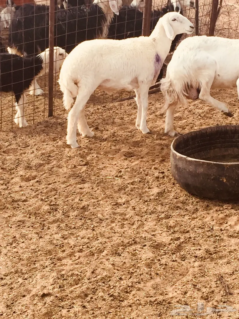 جذعه حريه ذبيحه طيبه  (image 6)