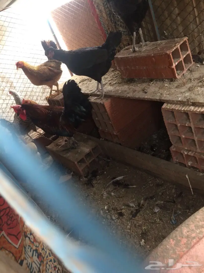 دجاج بلدي  (image 1)