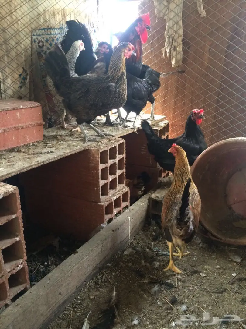 دجاج بلدي  (image 2)