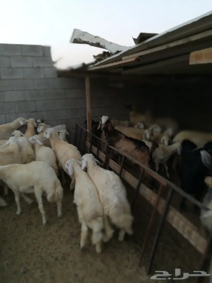 حنيذ كوزي عربي مديني مندي 640 بالتوصيل (image 3)