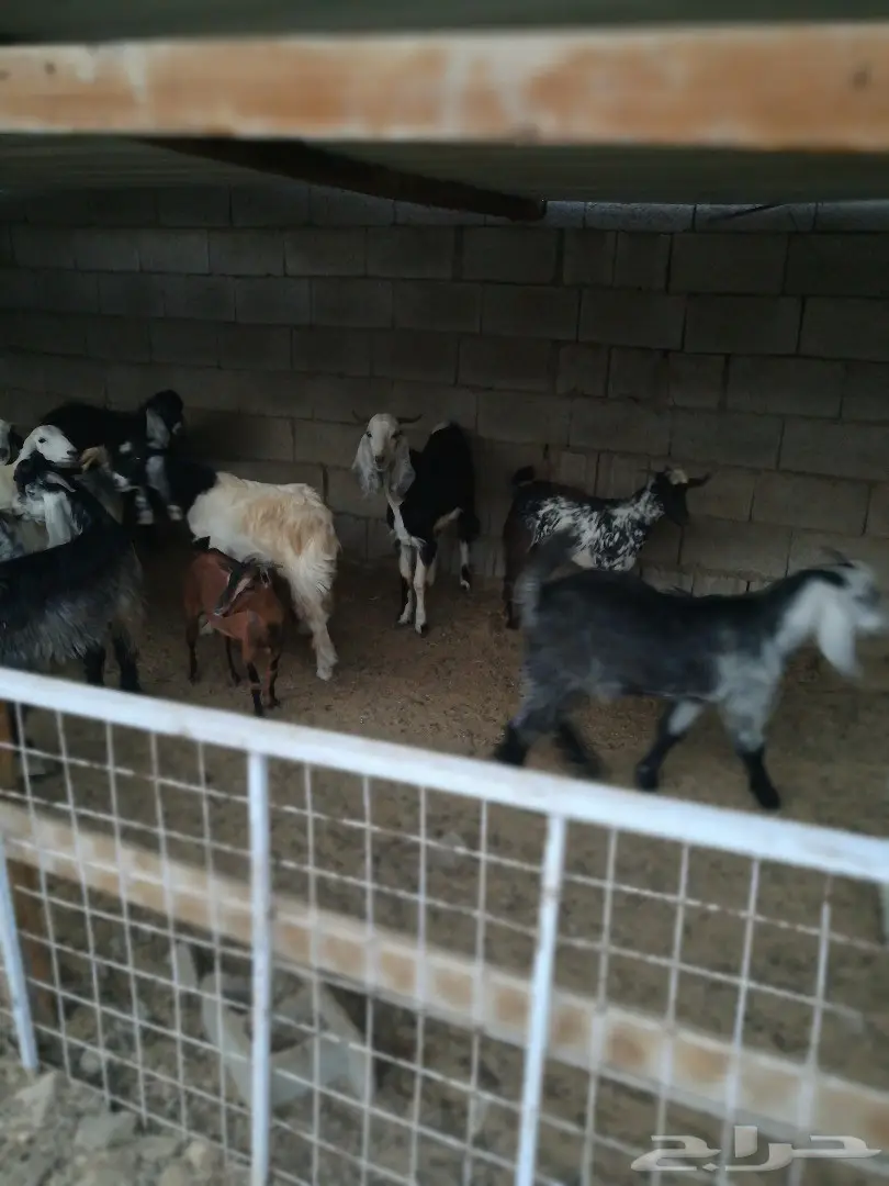 حنيذ كوزي عربي مديني مندي 640 بالتوصيل (image 6)