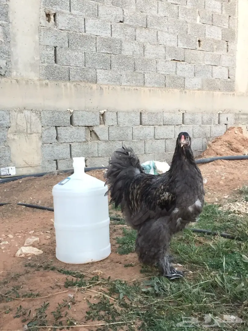 ديك براهما بلو للبيع