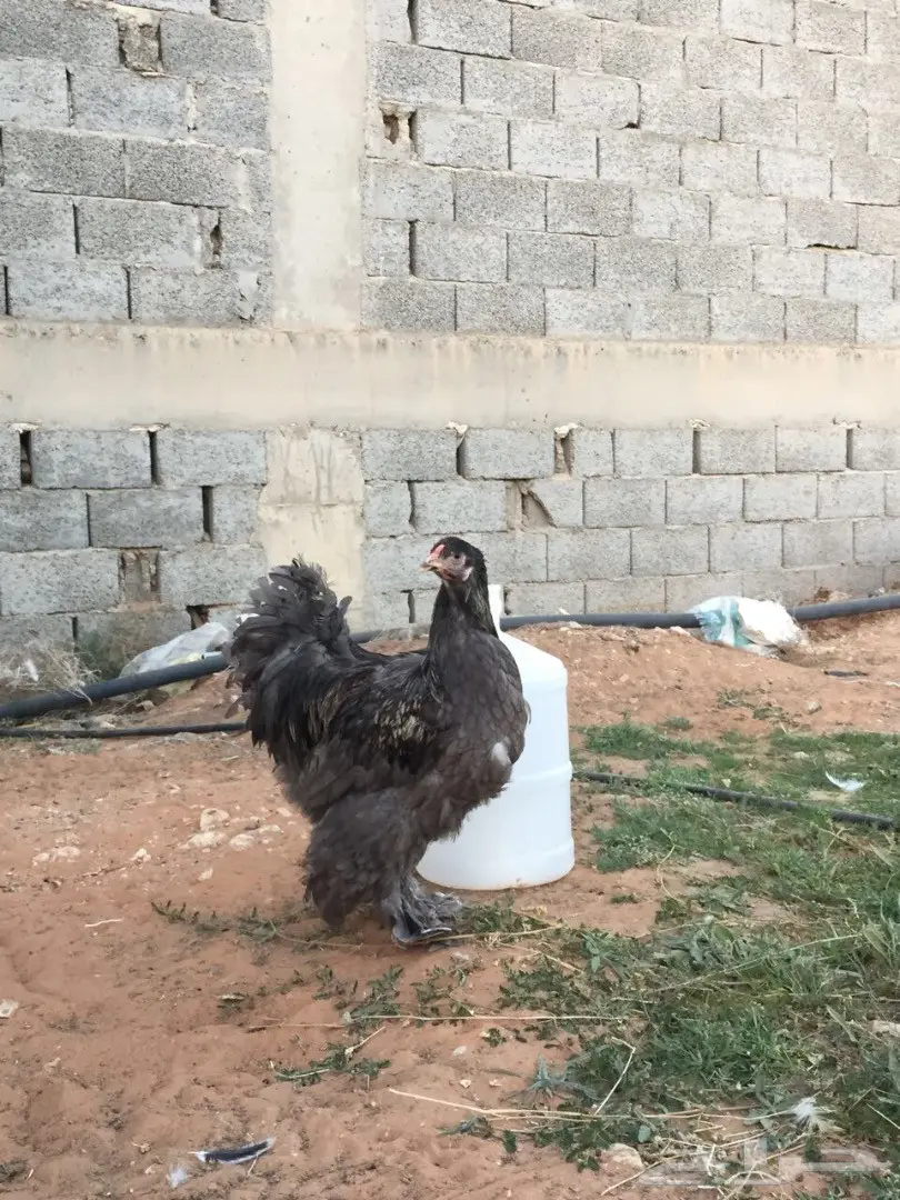 ديك براهما بلو للبيع (image 1)