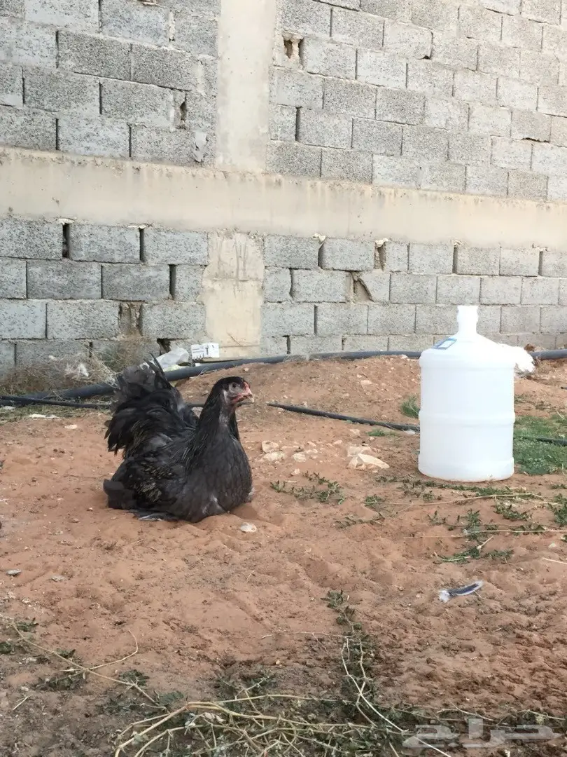 ديك براهما بلو للبيع (image 2)