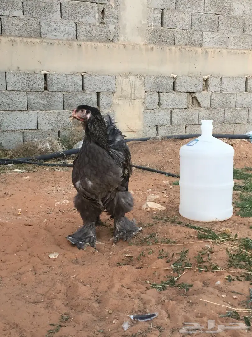 ديك براهما بلو للبيع (image 3)