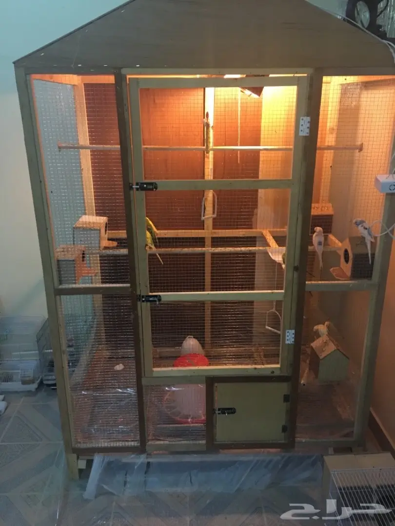 البيع كامل اقفاص وطيور (image 8)