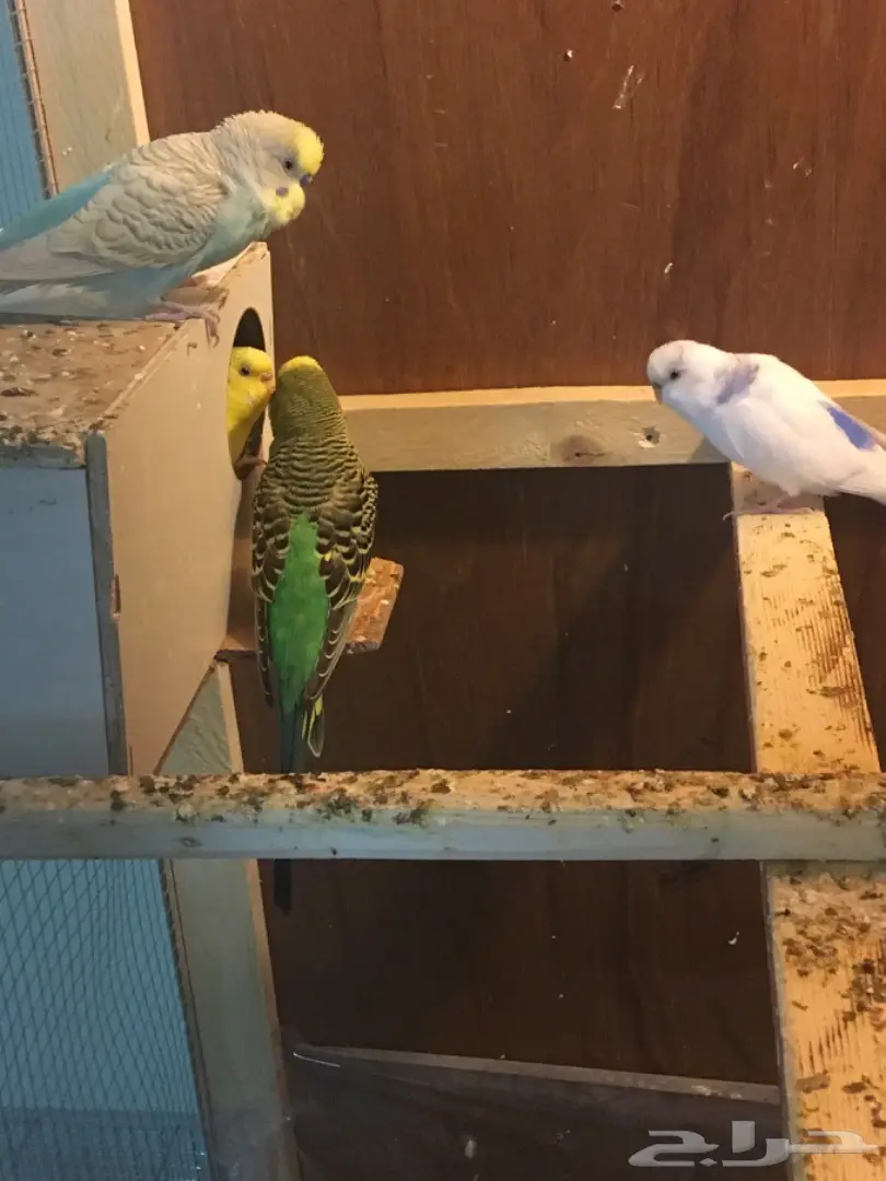البيع كامل اقفاص وطيور (image 11)