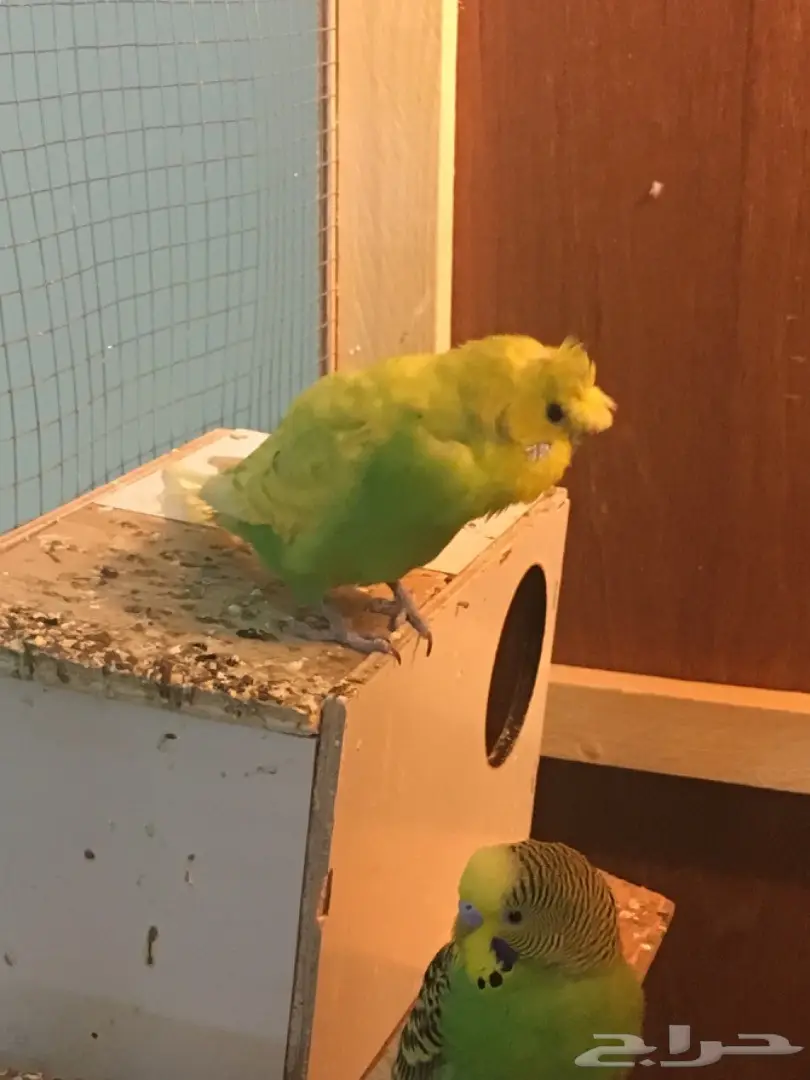 البيع كامل اقفاص وطيور (image 12)