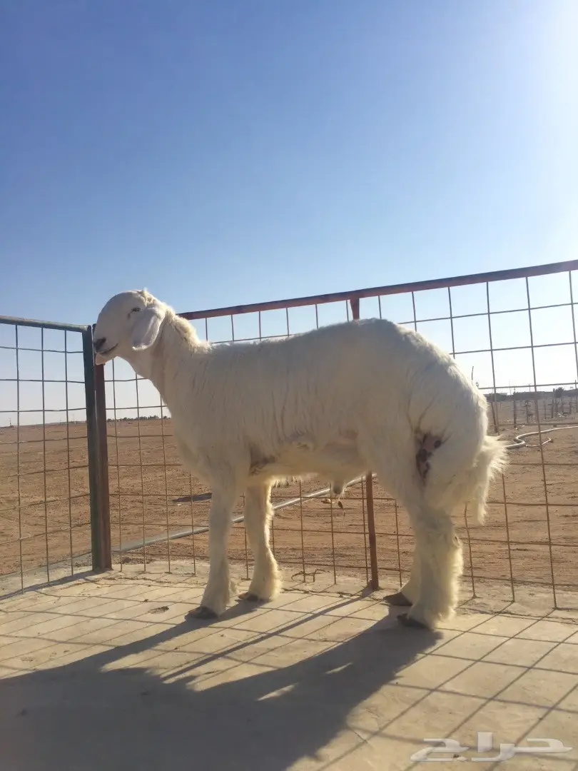 فحل قوي من سلالة نادرة - فرصة لا تُفوّت! (image 1)