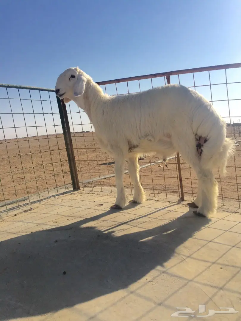 فحل قوي من سلالة نادرة - فرصة لا تُفوّت! (image 2)