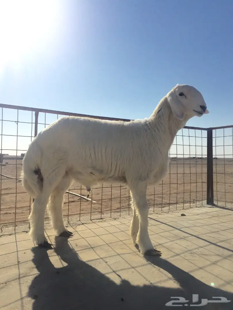 فحل قوي من سلالة نادرة - فرصة لا تُفوّت! (image 3)