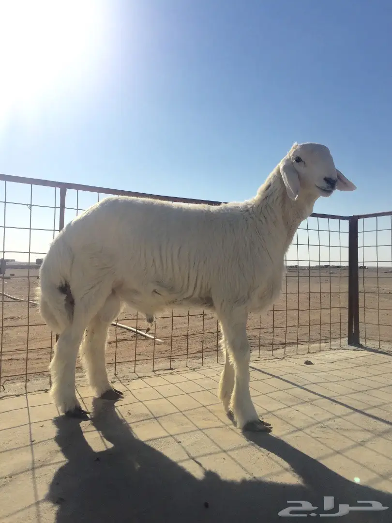 فحل قوي من سلالة نادرة - فرصة لا تُفوّت! (image 4)