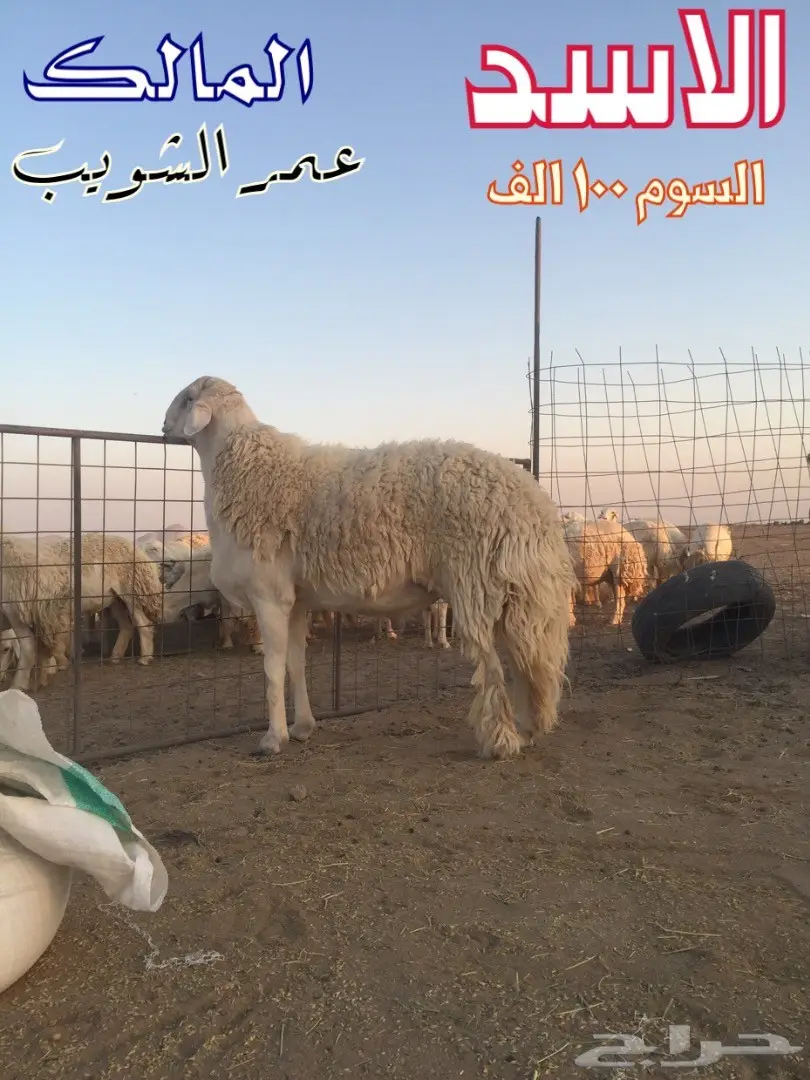 فحل قوي من سلالة نادرة - فرصة لا تُفوّت! (image 6)