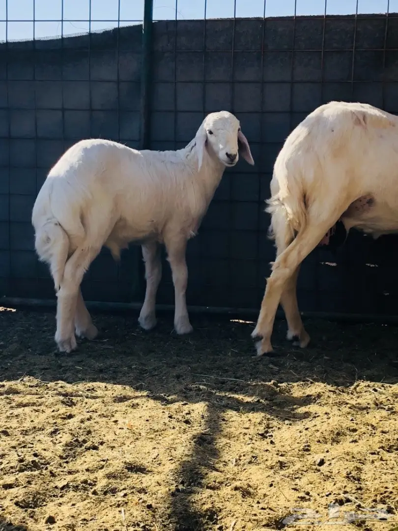 فحل حري - فرصة استثمارية لا تُفوّت! (image 1)