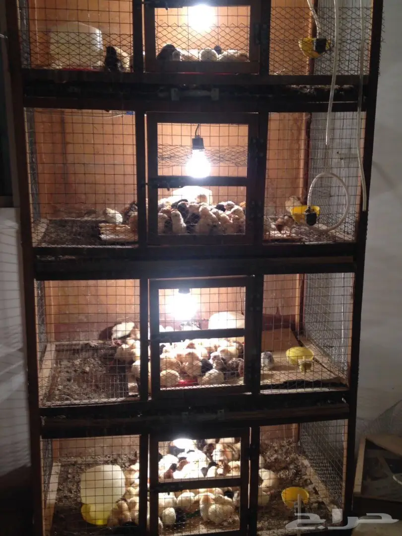 قبل نفاذ الكميه صوص بسعر مغري