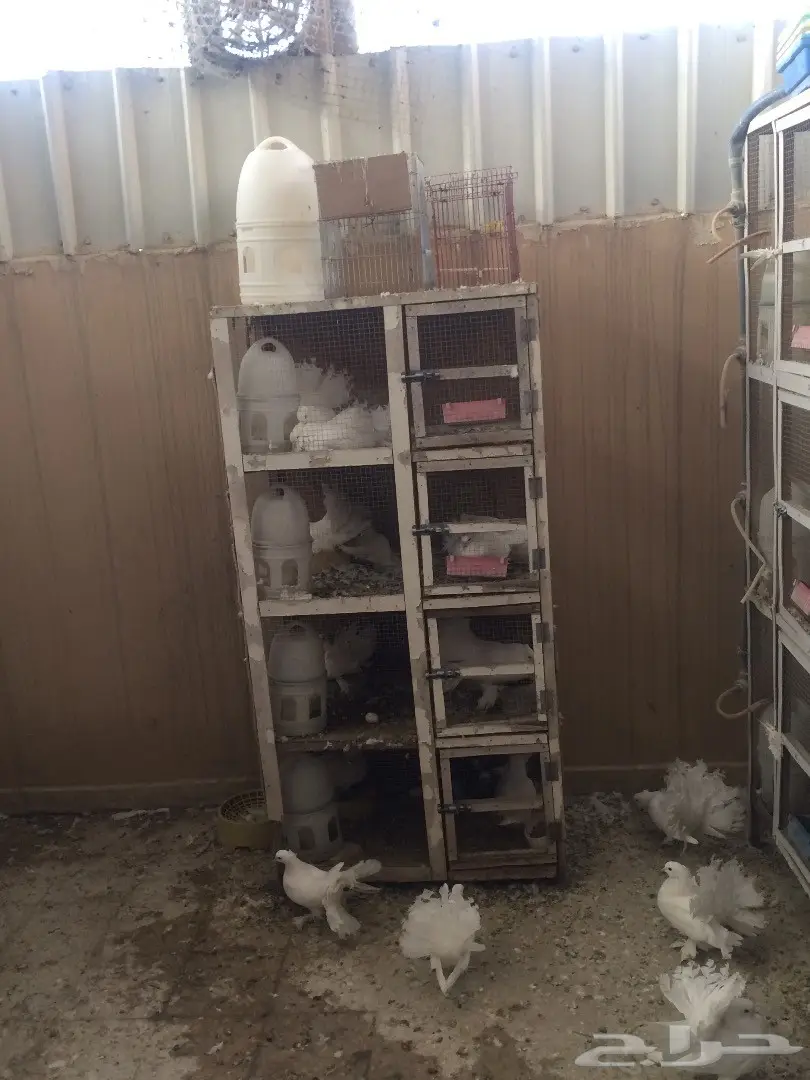 مشروع حمام رقاص هندي جمله (image 3)