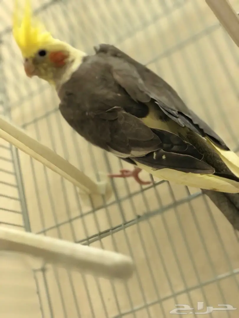 كروان  (image 1)