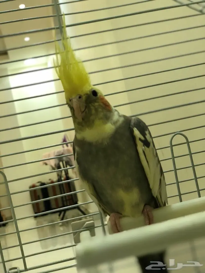 كروان  (image 2)