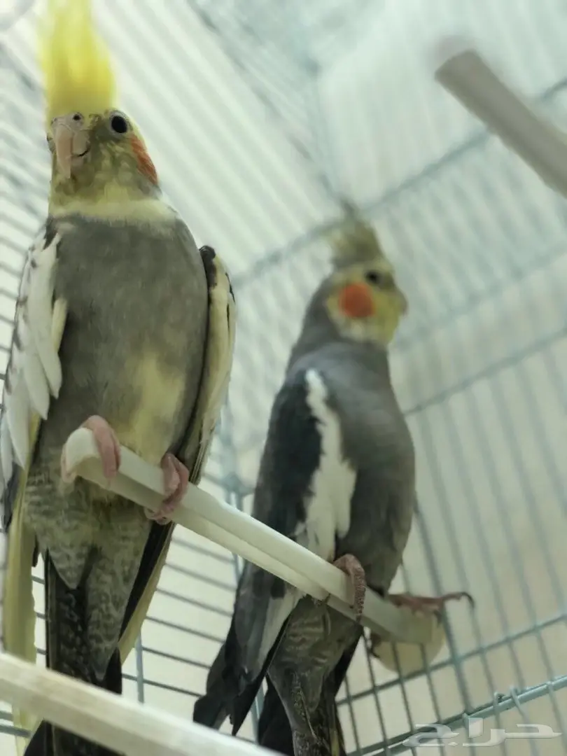 كروان  (image 3)