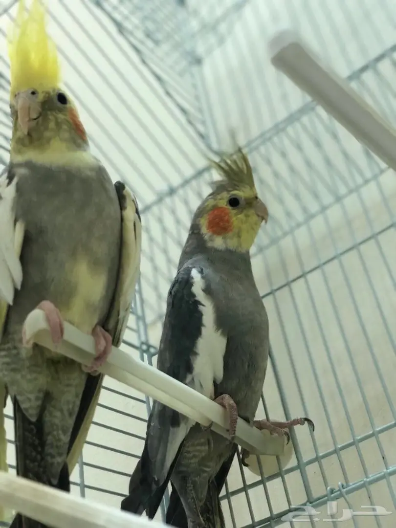 كروان  (image 4)