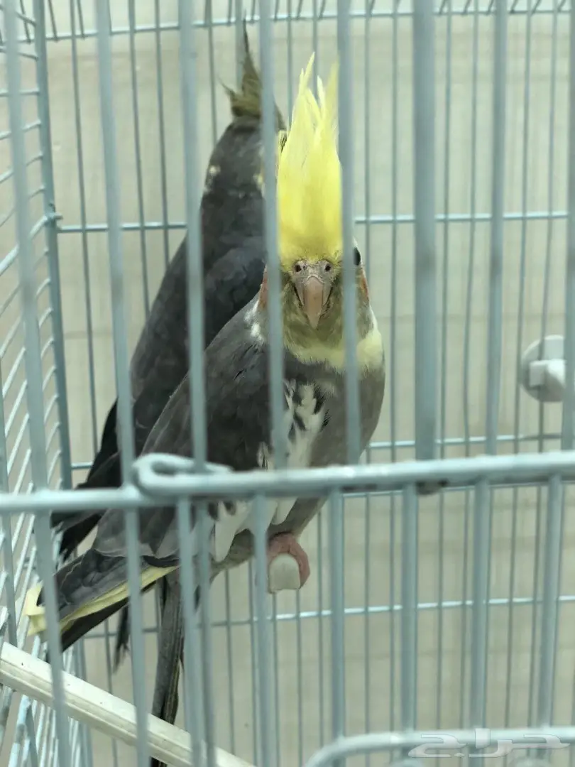 كروان  (image 5)