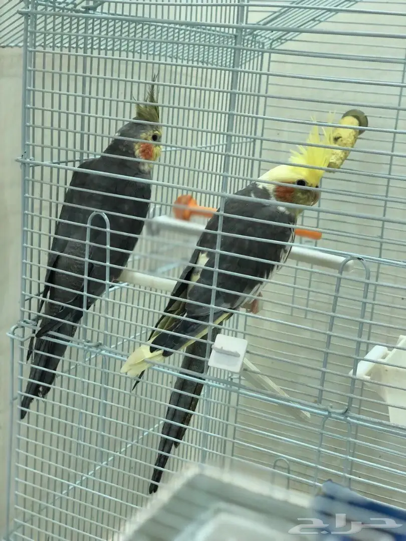 كروان  (image 6)