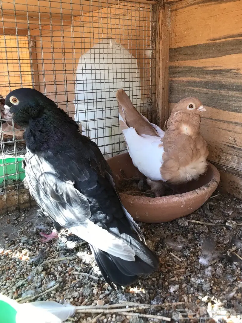 جوز كشكي للبيع (image 3)